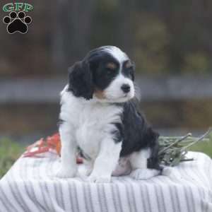 Harvey, Cavapoo Puppy